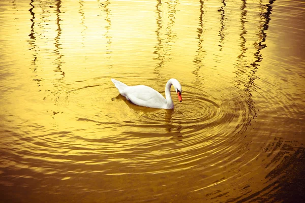 金色の背景に白い白鳥 — ストック写真