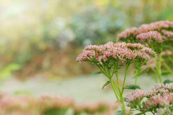 Lots of pink flowers. Back focus Spring screensaver, notebook cover, spring background, picture for printing.Delicate bokeh.Copy space