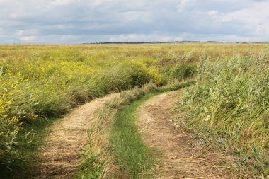 bir toprak yol alanında Rusya krasnoyarsk bölgesinde yüksek çim ile