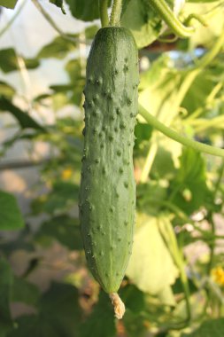 kısa yeşil salatalık kulübemde bahçede büyür