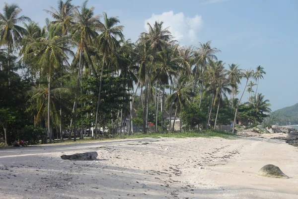 Plaża z piaskiem i palmy w wyspie samui thailand — Zdjęcie stockowe