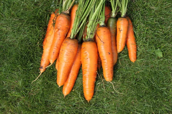 Gewassen wortelen uit een tuin-bed op een groen gras Stockfoto