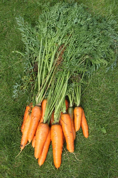 Вимита морква з вершинами з садової клумби на зеленій траві Ліцензійні Стокові Фото