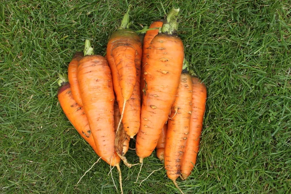 Вимита морква без верхівки з садової клумби на зеленій траві Ліцензійні Стокові Зображення