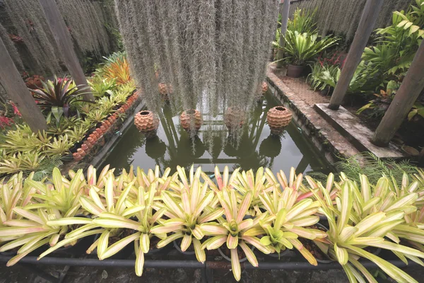 A pond in the Botanic garden near Pattaya city in Thailand — Stock Photo, Image