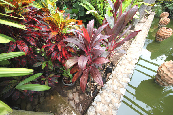 Большие виноградные (красные) цветы в горшках в ботаническом саду Нонг Нух Фалал недалеко от города Паттайя в Таиланде
