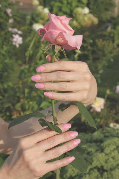 A girl holds pink rose flower by hands with beautiful manicure in a dacha garden — Stock Photo, Image