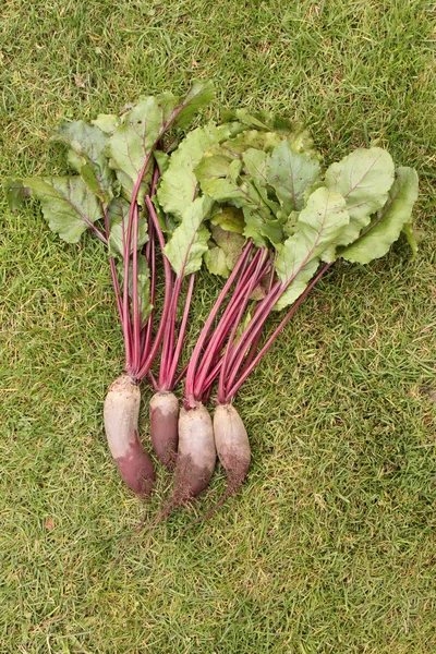 Bieten met toppen van een tuin-bed gewassen op het groene gras — Stockfoto