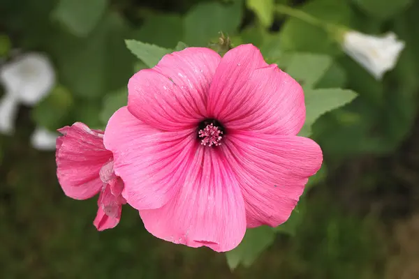 Beautiful pink flower with beauty background in a dacha garden — Stock Photo, Image