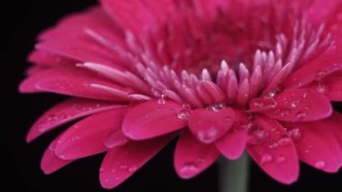 Menekşe gerbera çiçeklerinin üzerine su damlaları düşüyor. Makro