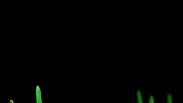 Тімелапс Трава Росте Темному Тлі Макро — стокове відео