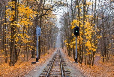 Sonbaharda ormanda demiryolu üzerindeki yeşil semafor sinyali. Sonbahar manzarası.