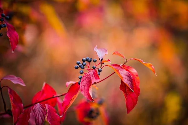 Sonbaharda Avrupa Böğürtlenleri Yaprakları Oku Arkaplan Bulanık — Stok fotoğraf