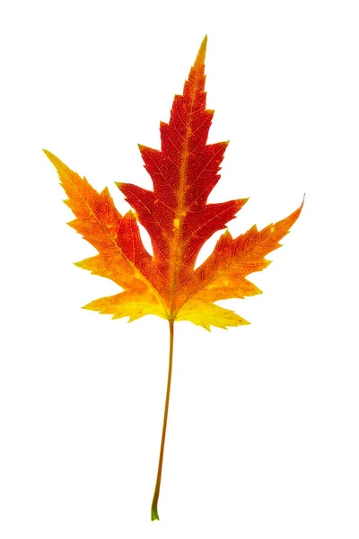 Beautiful Colorful Yellow Red Autumn Single Leaf Acer Saccharinum Commonly — Stock Photo, Image