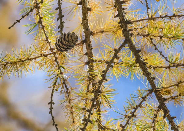 Larix Gmelinii Oder Die Dahurische Lärche Zapfen Einem Nadelbaum Herbst — Stockfoto