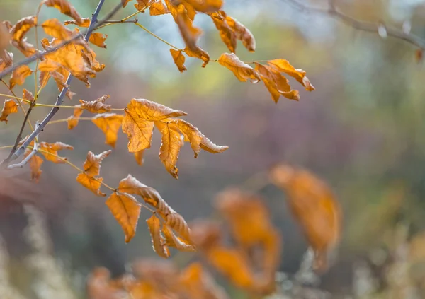 秋天的黄叶在森林里褪了色 有选择的重点 模糊的秋季自然背景 — 图库照片