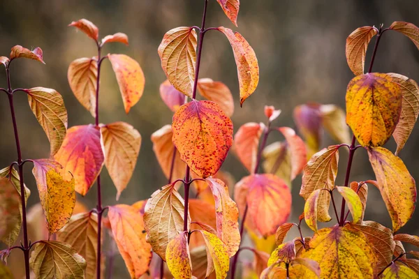 Yellow Faded Autumn Leaves Forest Selective Focus Blurred Autumn Nature — Stock Photo, Image