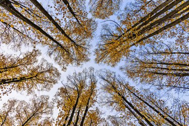 Sonbahar ormanının doğası. Ağaçlara ve mavi gökyüzüne bakıyorum..