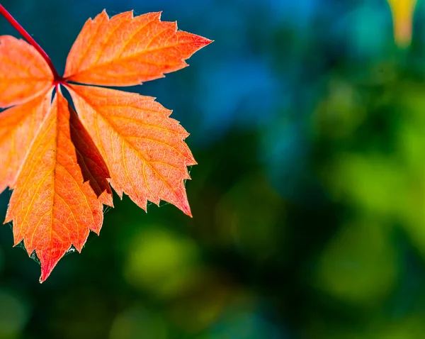 Kruipend Virginia Parthenocissus Quinquefolia Rode Bladeren Herfst Het Zonlicht Vrije — Stockfoto