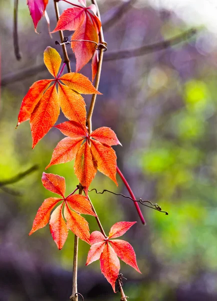 Virginia Creeper Parthenocissus Quinquefolia Red Leaves Autumn Sunlight — Stock Photo, Image