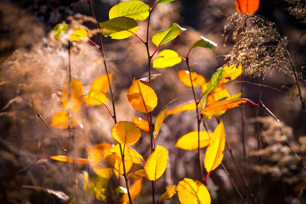 Yellow Faded Autumn Leaves Forest Selective Focus Blurred Autumn Nature — Stock Photo, Image