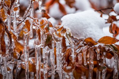 Buza bulanmış dallar. Ağacın dallarındaki şeffaf buz sarkıtları ya da sonbaharda donmuş yağmurun ardından sarı yapraklarla çalılar. Doğa arkaplanı.
