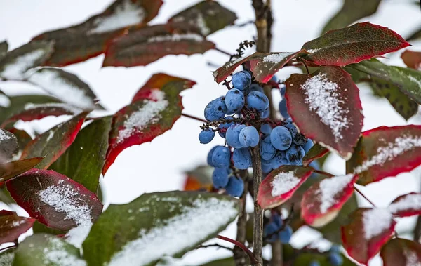 Krzew Evergreen Mahonia Aquifolium Winogrono Oregon Lub Oregon Owoce Niebieskie — Zdjęcie stockowe