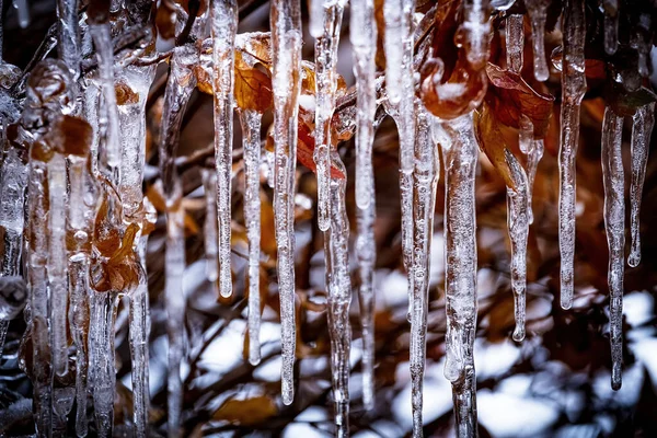 Ramas Acristaladas Por Hielo Hermosos Carámbanos Transparentes Las Ramas Árbol —  Fotos de Stock