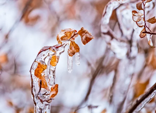 Ramas Acristaladas Por Hielo Hermosos Carámbanos Transparentes Las Ramas Árbol —  Fotos de Stock