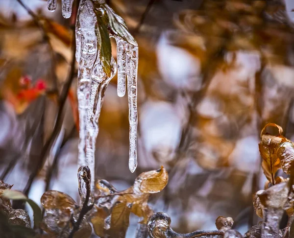 Ramas Acristaladas Por Hielo Hermosos Carámbanos Transparentes Las Ramas Árbol —  Fotos de Stock