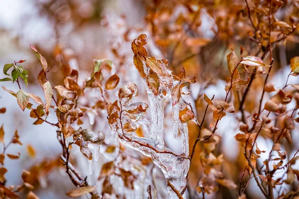 Jéggel Mázolt Ágak Átlátszó Gyönyörű Jégcsapok Egy Vagy Cserje Ágain — Stock Fotó