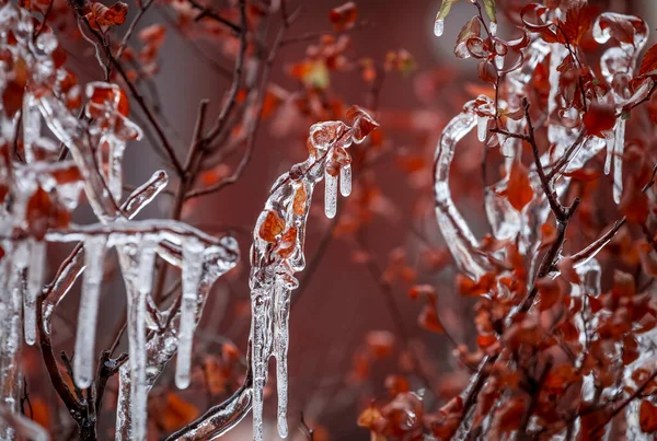 Filialer Glaserade Transparenta Vackra Istappar Grenarna Ett Träd Eller Buske — Stockfoto