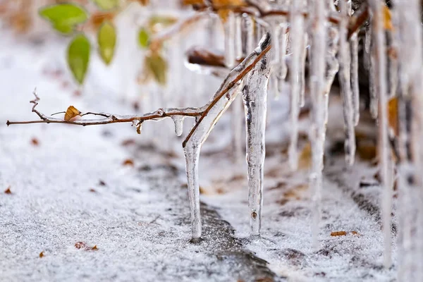 Ramas Acristaladas Por Hielo Hermosos Carámbanos Transparentes Las Ramas Árbol —  Fotos de Stock