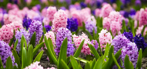 Large flower bed with multi-colored hyacinths, traditional easter flowers, flower background, easter spring background. Close up macro photo, selective focus. Ideal for greeting festive postcard.