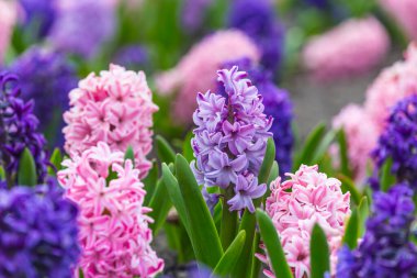 Çok renkli sümbülleri, geleneksel paskalya çiçekleri, çiçek arkaplanı, Paskalya bahar arkaplanı olan büyük bir çiçek tarhı. Makro fotoğrafı kapat, seçici odaklanma. Kutlama kartpostalı için ideal.