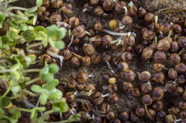 Kişniş mikroçim filizinin aşırı yakın çekim makrosu. Yeni hayat konsepti. Büyüyen mikro-yeşil filizler manzarayı kapatır. Evde tohum filizlenmesi. Vejetaryen ve sağlıklı beslenme. Filizlenmiş tohumlar.
