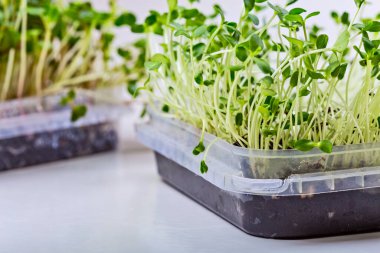 Turp ya da hardal mikroyeşili yakın çekim. Büyüyen mikro-yeşil filizler manzarayı kapatır. Evde tohum filizlenmesi. Vejetaryen ve sağlıklı beslenme konsepti. Filizlenmiş tohumlar, mikro yeşiller.
