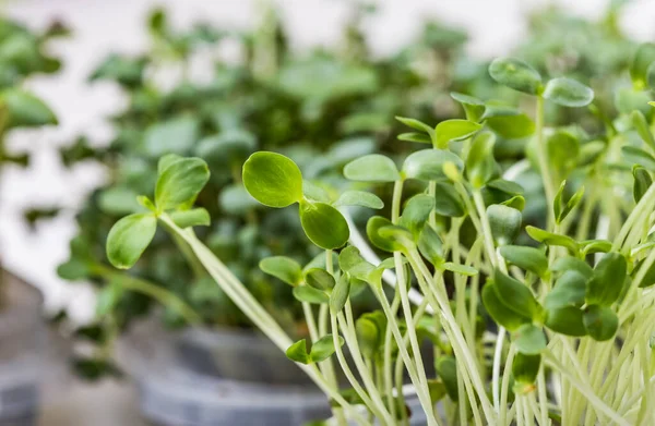 Turp ya da hardal mikroyeşili yakın çekim. Büyüyen mikro-yeşil filizler manzarayı kapatır. Evde tohum filizlenmesi. Vejetaryen ve sağlıklı beslenme konsepti. Filizlenmiş tohumlar, mikro yeşiller.