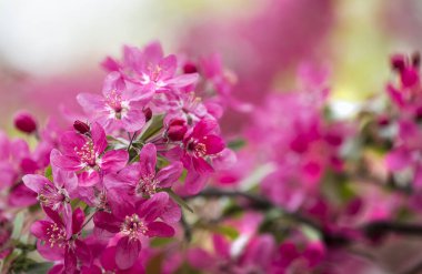 Cennet elma ağacının ya da botanik bahçesindeki elma ağacının parlak mor çiçekleri. Baharda çiçek açan elma ağacı. Çiçek açan bir elma ağacının dalına yakın kırmızı çiçekler.