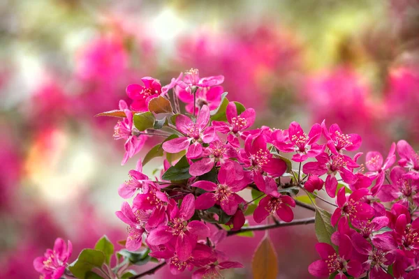Ярко Фиолетовый Красный Цветок Райской Яблони Крабовой Яблони Ботаническом Саду — стоковое фото