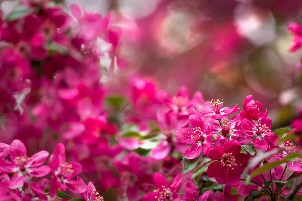 Bright purple red blossoming of a paradise apple tree or crab apple tree in botanical garden. Flowering apple tree in spring. Branch of a blossoming apple tree with red flowers closeup