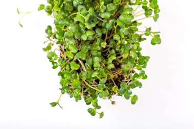 Beyaz arka planda izole edilmiş kabın içinde kişniş mikroçim filizleri. Yeni hayat konsepti. Büyüyen mikroyeşil filizler. Evde tohum filizlenmesi. Vejetaryen ve sağlıklı beslenme. Filizlenmiş tohumlar.