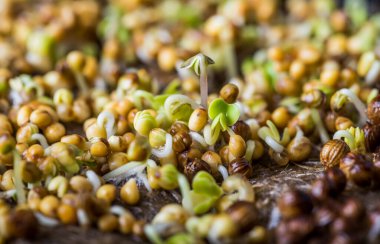 Kişniş mikroçim filizinin aşırı yakın çekim makrosu. Yeni hayat konsepti. Büyüyen mikro-yeşil filizler manzarayı kapatır. Evde tohum filizlenmesi. Vejetaryen ve sağlıklı beslenme. Filizlenmiş tohumlar.
