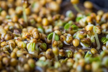 Kişniş mikroçim filizinin aşırı yakın çekim makrosu. Yeni hayat konsepti. Büyüyen mikro-yeşil filizler manzarayı kapatır. Evde tohum filizlenmesi. Vejetaryen ve sağlıklı beslenme. Filizlenmiş tohumlar.