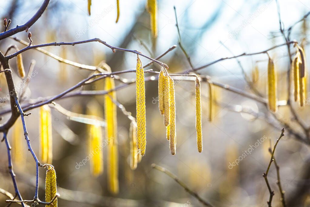 Spring flowers male catkins of Common hazel Corylus avellana similar to earrings and small red female flowers on tree branch in sunlight, spring background