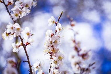 Bahar zamanı kayısı eriği ağacı çiçeği, güzel beyaz çiçekler, yumuşak odak. Kopyalama alanı olan makro resim. Doğal mevsimsel arkaplan.