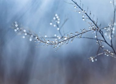 Kuru sonbahar otları ve sabah çiğ damlaları..