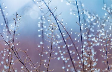 Kuru sonbahar otları ve sabah çiğ damlaları..