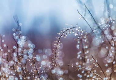 Kuru sonbahar otları ve sabah çiğ damlaları..