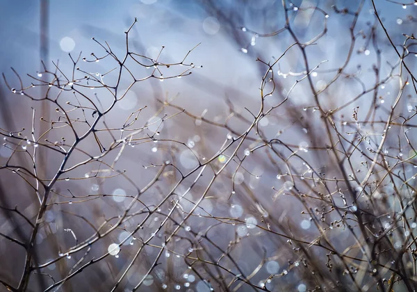 Суха Осінь Трава Краплями Роси Вранці — стокове фото